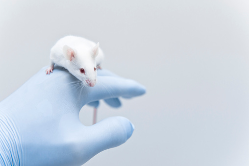 Researcher grabs the tail of experimental mouse in the pharmaceutical laboratory, Researcher grabs the tail of experimental mouse in the pharmaceutical laboratory, Eexperimental white mouse on the researcher's handEexperimental white mouse on the researcher's hand