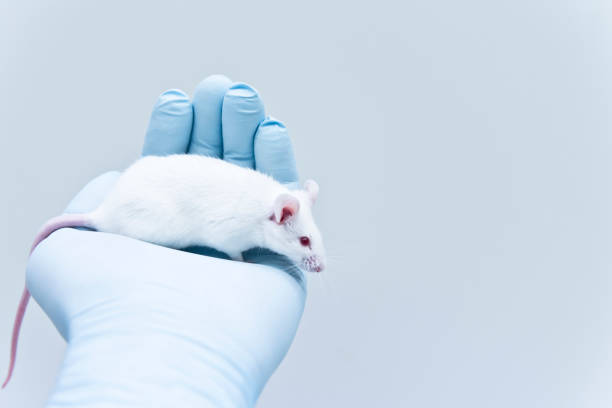 istock Eexperimental white mouse on the researcher's hand 639064250