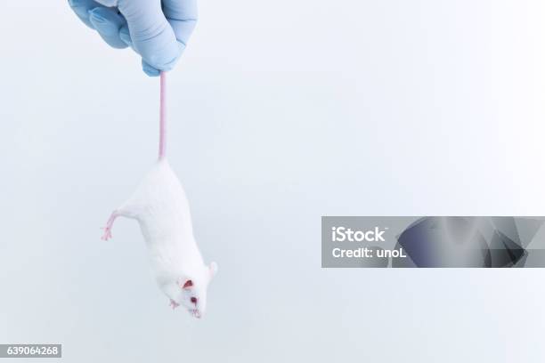 Forscher Schnappt Sich Den Schwanz Der Experimentellen Maus Im Labor Stockfoto und mehr Bilder von Albino