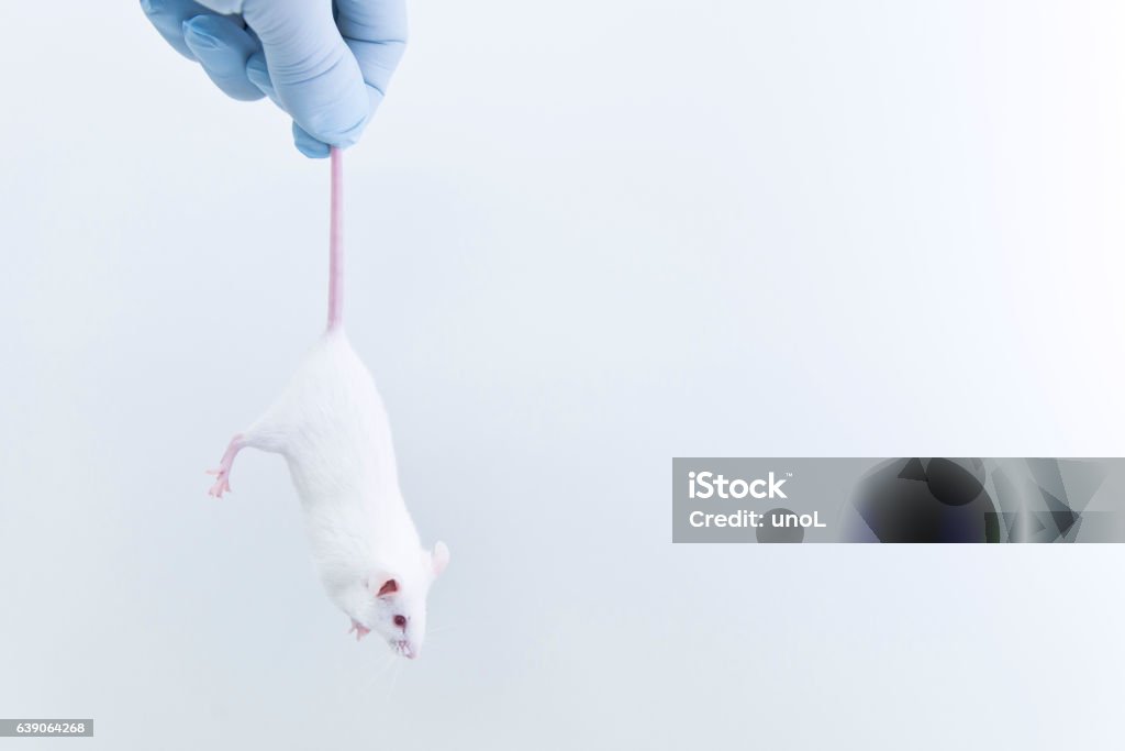 Researcher grabs the tail of experimental mouse in the laboratory Researcher grabs the tail of experimental mouse in the pharmaceutical laboratory, Albino Stock Photo