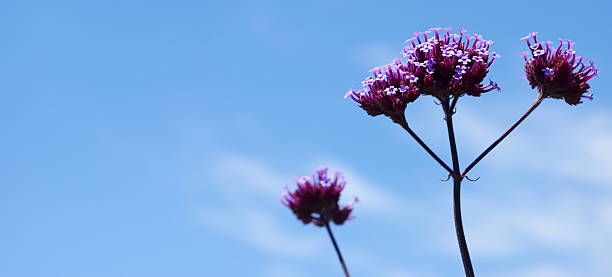 Verbena rigida, also known as Slender Vervain, Tuberous Vervain, Purpletop Vervain and Verbena Bonariensis.
