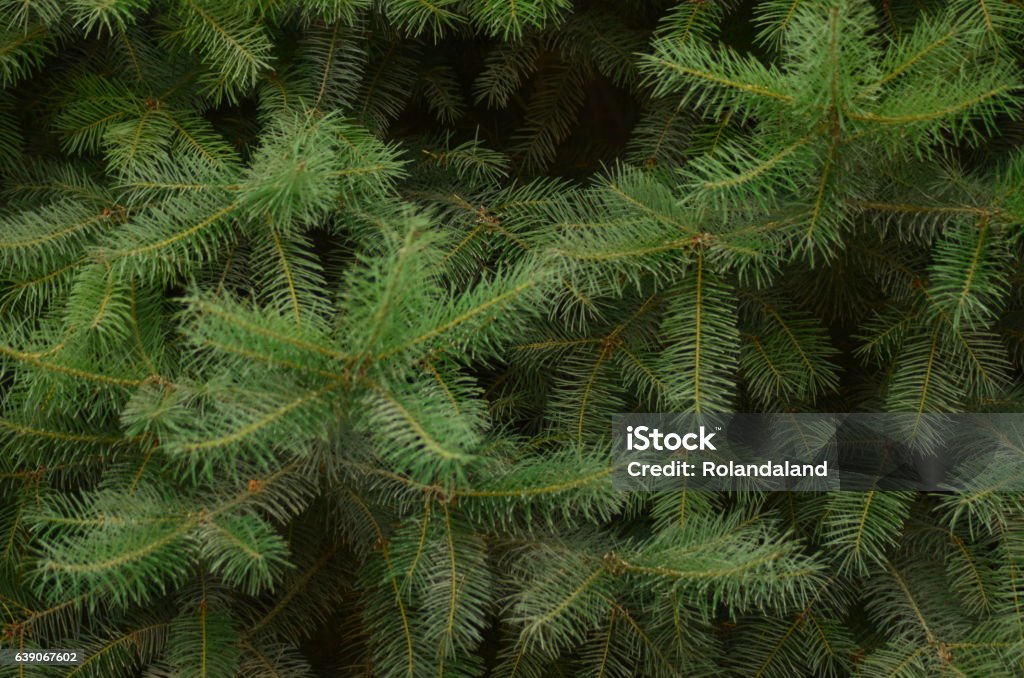 Pen Tree Textures Pine Tree Texture Stock Photo - Download Image Now - Pine Tree, Bush ...