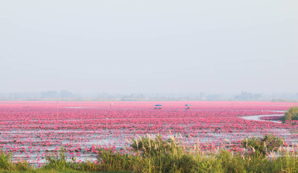 Red lotus in the morning at Udon Thani, amazing Thailand. stock photo