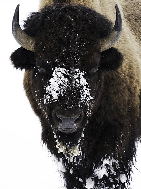 istock Bison in Snow Yellowstone Winter 639069364