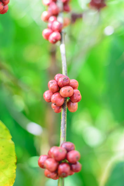 istock Red Coffee beans on a branch of coffee tree. 639070378