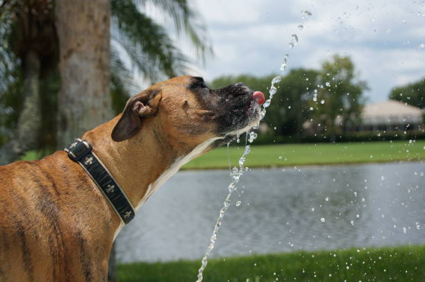 dog tongue laps up splashing water