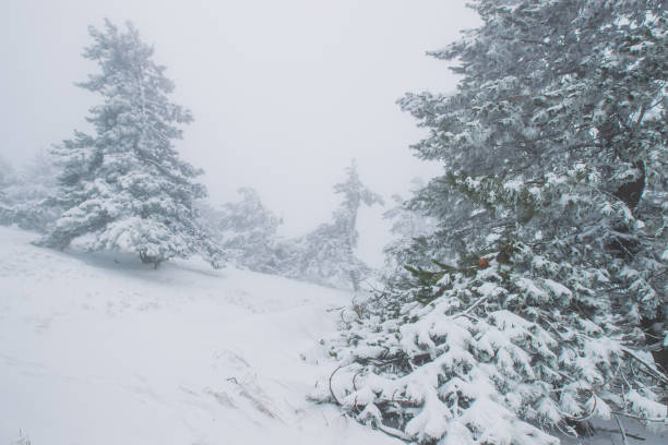 istock Foggy pine forest in winter 639070566
