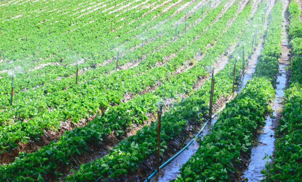 istock Planting strawberries on mountain 639070914