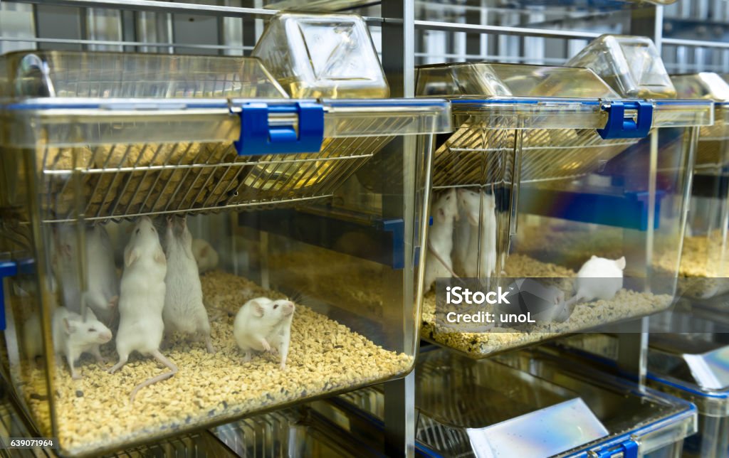 Experimenal mice are raised in the IVC cages Experimenal laboratory mice are raised in the IVC, individually ventilated cages system protecting from bacteral infection Animal Stock Photo