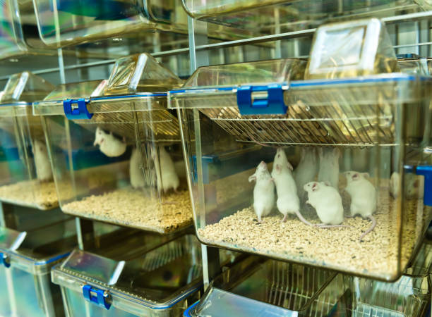 Experimenal mice are raised in the IVC cages stock photo