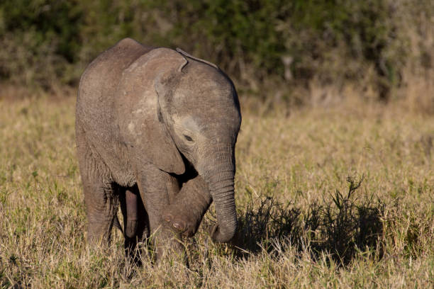 istock Wild baby African elephant 639071992
