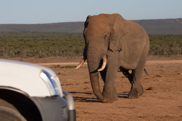 istock Elephant walking toward tourist vehicle 639072036