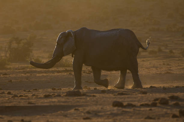 Elephant at dusk in African bush stock photo
