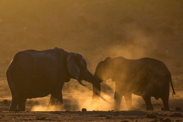 Two elephants greeting each other in dusty African bush stock photo