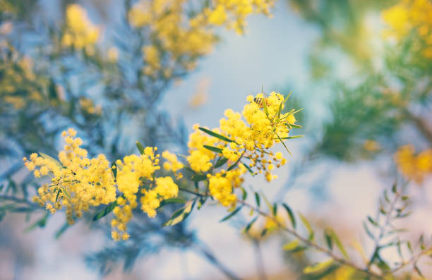 Australian golden yellow spring wattle flowers Australia Winter and spring golden yellow wildflowers Acacia wattle flower stock pictures, royalty-free photos & images