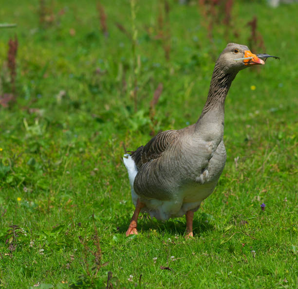 istock Geese in the meadow. 639072696