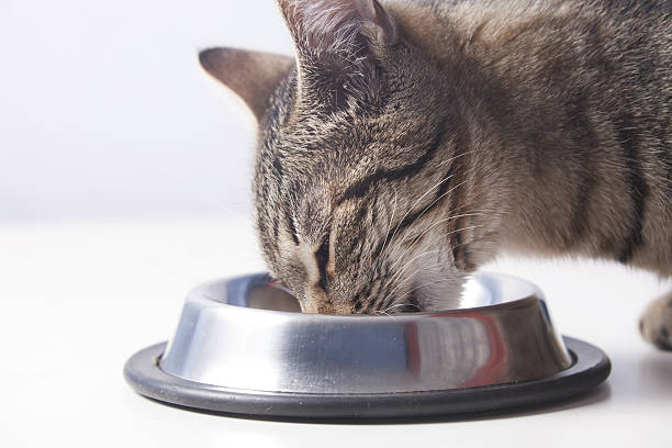 istock Tabby cat eating from the bowl 639073110