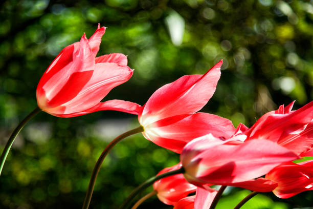 istock Red tulips in the sun 639073578
