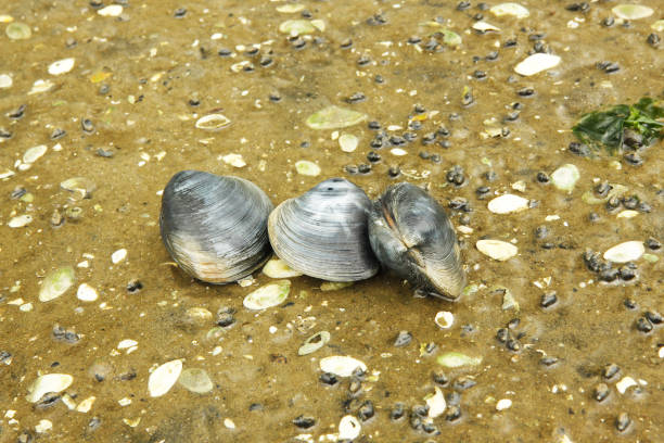 Three live clams sitting on the lake ground