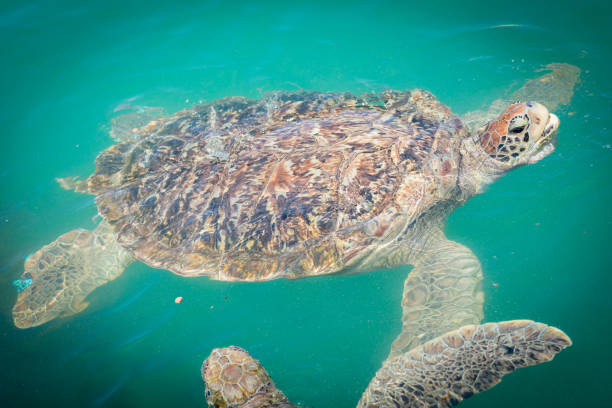 istock Giant sea turtle swimming 639075240