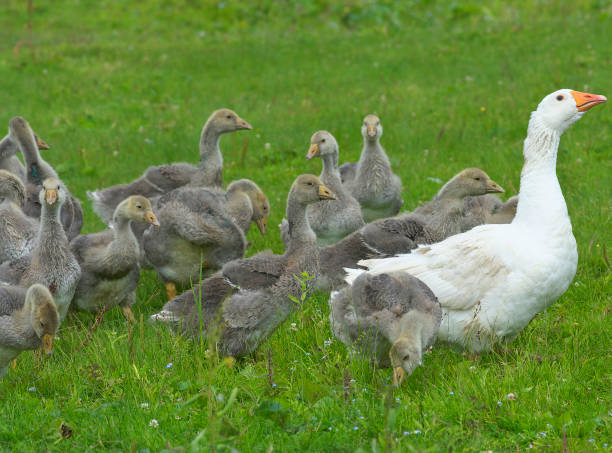 istock Geese in the meadow. 639075476