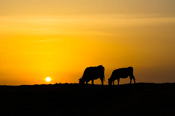 istock Two bovines against the background of sunset 639075804
