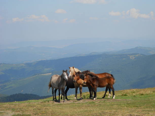 istock wild horses on the mountain ridge 639075858