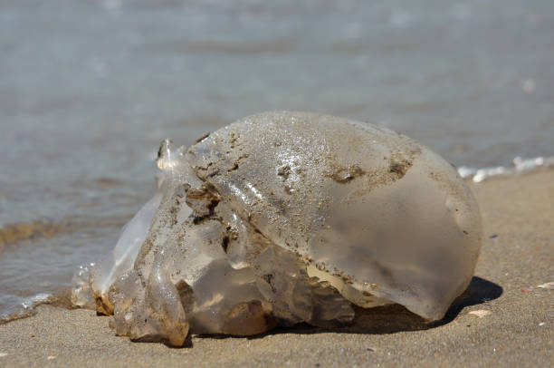 istock beached jellyfish on the sea sandy beach 639076084