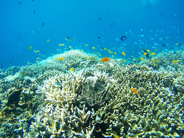 istock Coral Garden 639078998