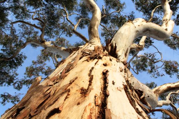 istock Tree Up To the Sky 639079650