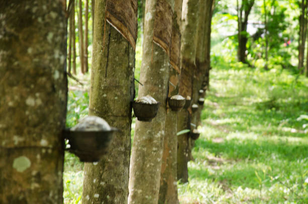 Plastic cup for rubber tapper latex from seringueira plant garden or rubber tree plantation at Ko Yao Noi in Phang Nga, Thailand