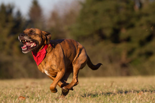 istock Happy Pet Dog Running With Bandana 639085608