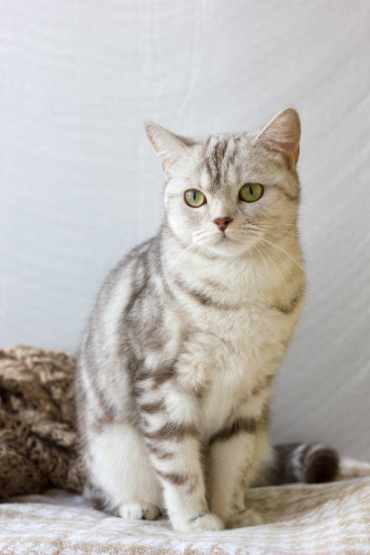 istock Portrait of britain cat over white background. 639087440