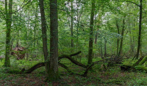 istock Natural deciduous stand of Bialowieza Forest 639087610