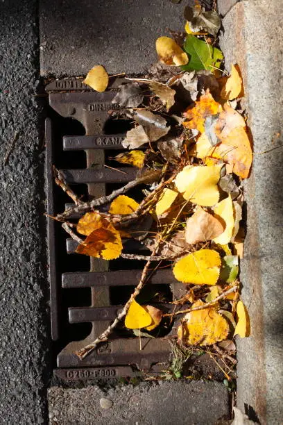 Manhole cover with yellow autumn leaves