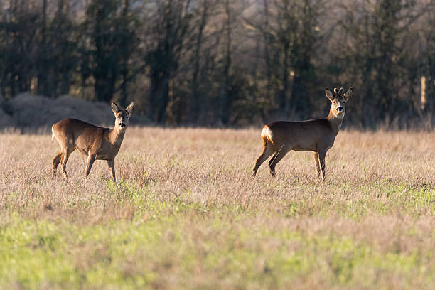 istock Roe deer (Capreolus capreolus) buck and doe in field 639088108