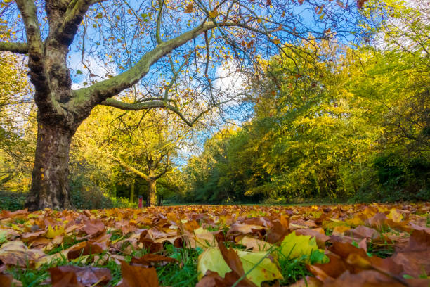 istock Park in autumn 639088650