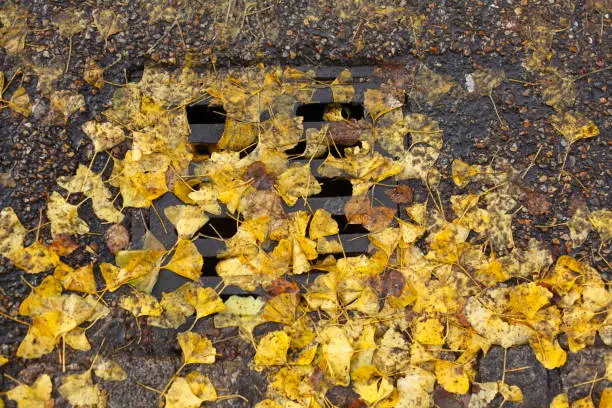 Manhole cover with yellow autumn leaves