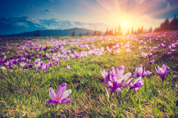 istock Beautiful first spring flowers  violet crocuses in the mountains. 639091262