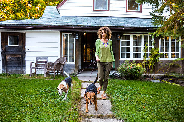 istock Dogs, let's go out from home for a walk! 639093708