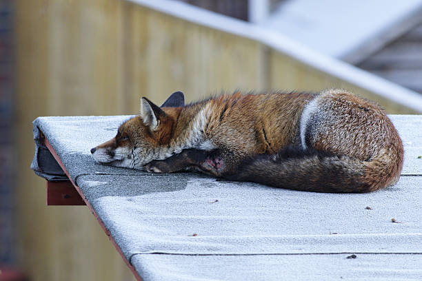 istock Urban red fox  lying down on frosty rooftop sunbathing 639095038