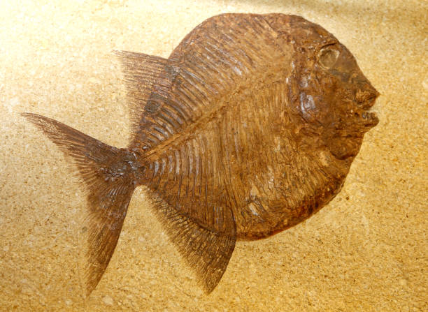 istock extinct fossil fish stuck in the rocks 639095194