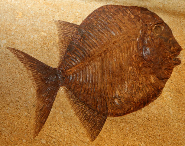 istock big extinct fish fossil stuck in the rocks 639095226
