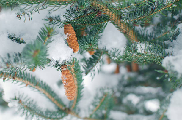 istock Winter frosty spruce  tree 639097734