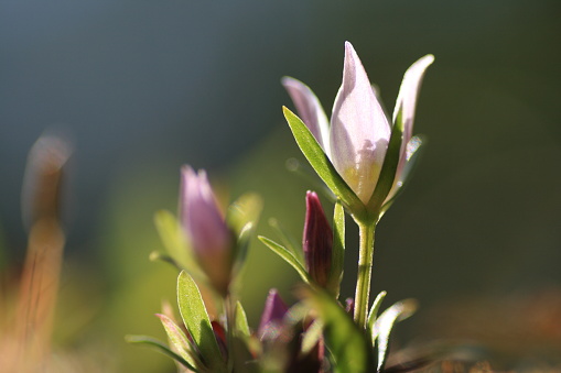 Origin Swertiae Herba (senburi in Japanese) is derived from the entire plant (in the flowering season) of Swertia japonica Makino