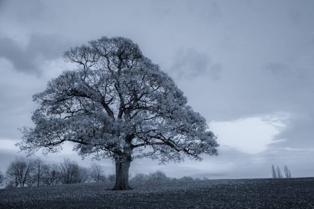 istock Beautiful tree in autumn landscape with Monochrome 639098088