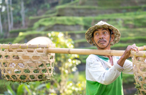 istock balinese rice field worker on rice field 639101530