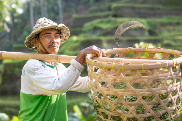 istock balinese rice field worker on rice field 639101532