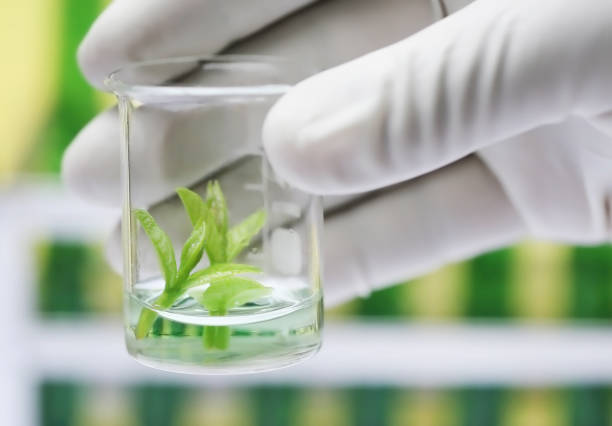 istock Tissue culture concept 639103044