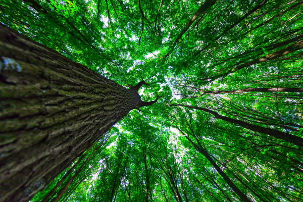 istock forest trees nature green wood sunlight backgrounds 639103172